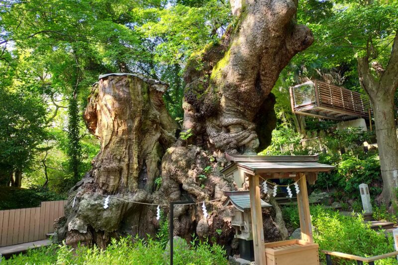 熱海　来宮神社　大楠