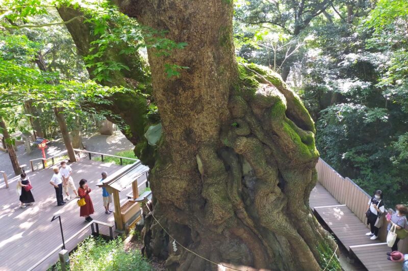 熱海　来宮神社　大楠
