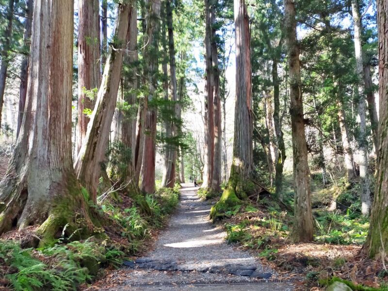 長野　戸隠神社　奥社　杉並木