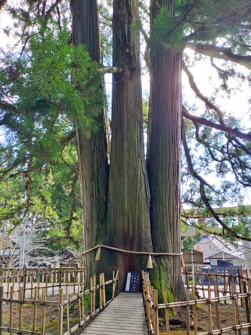 長野　戸隠神社　中社　三本杉
