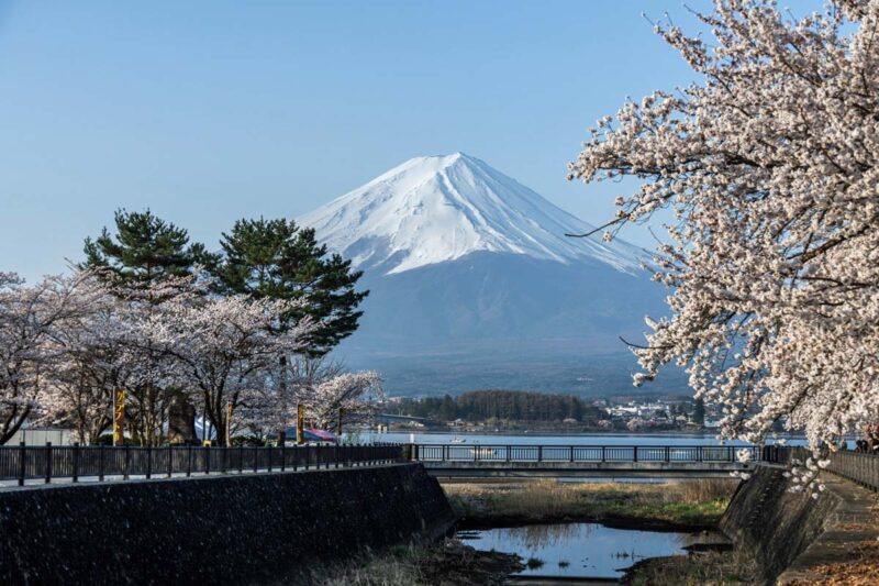 河口湖　円形ホール付近の湖畔からの富士山と桜
