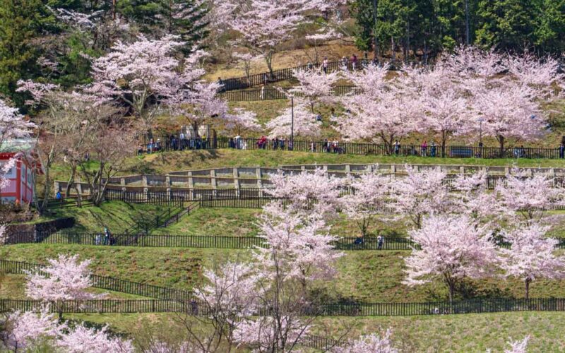 新倉山浅間公園　展望台への行列