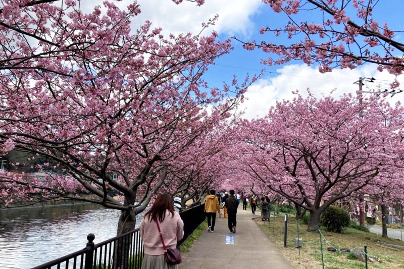 河津桜 河津川沿いの並木道