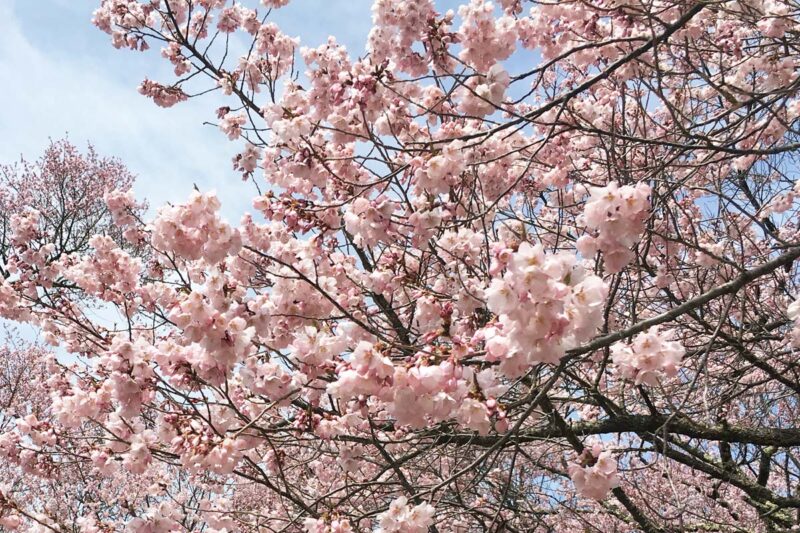 長野　高遠城址公園　タカトオコヒガンザクラ