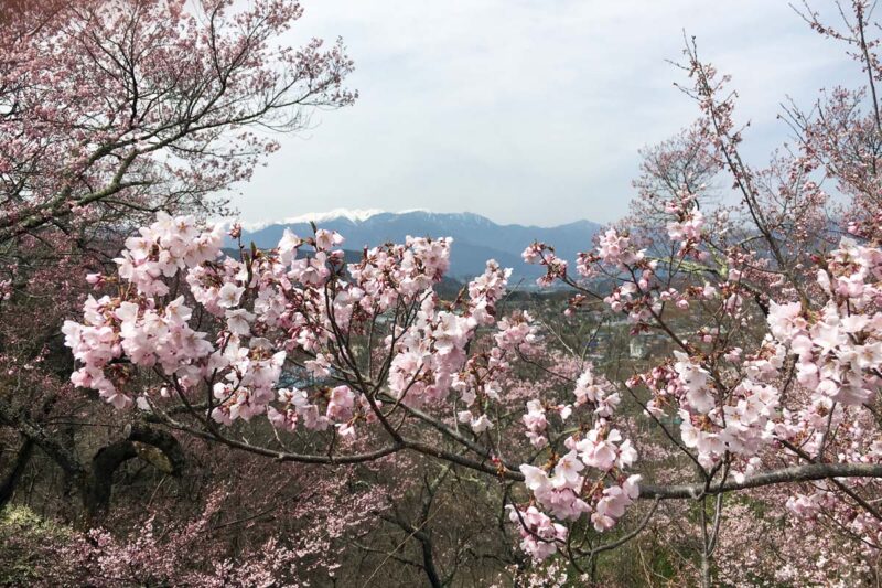 高遠城址公園　桜越しに見える中央アルプスの雪山