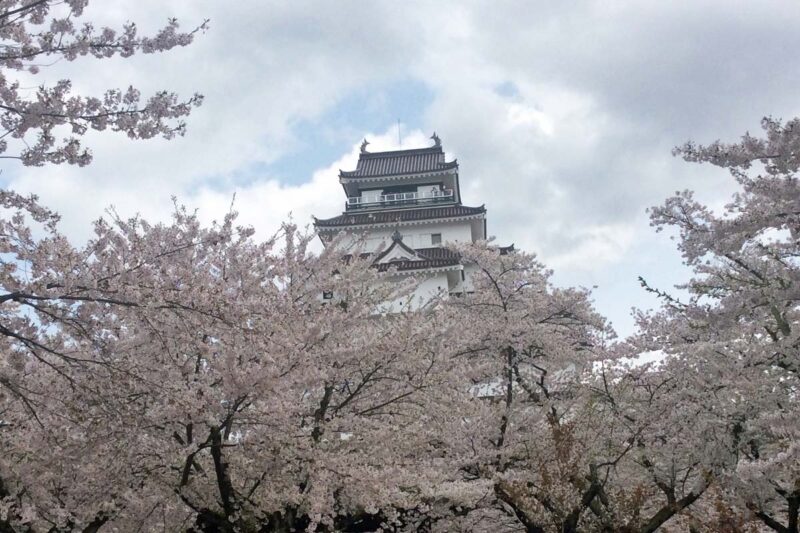 会津若松　鶴ヶ城　満開の桜と赤瓦の天守