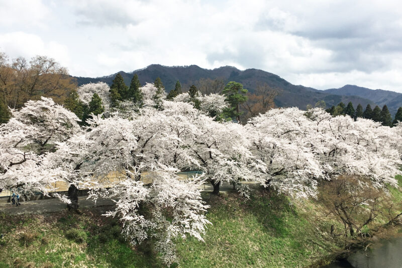 会津若松　鶴ヶ城　お堀端の満開の桜並木