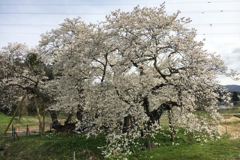 会津若松　石部桜　一本桜
