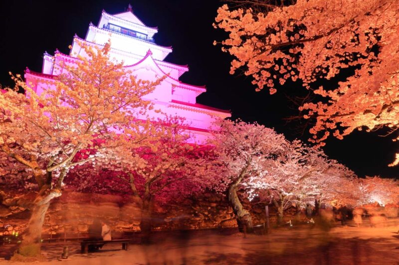 会津若松 鶴ヶ城 夜桜 ライトアップ