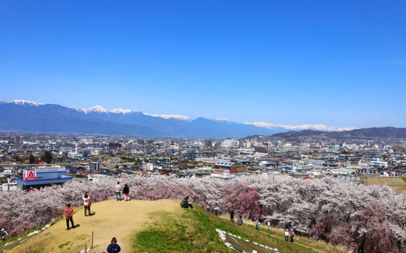 松本 弘法山古墳 満開の桜とアルプスの雪山