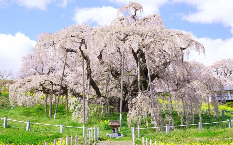 福島県三春町　三春滝桜　満開の桜