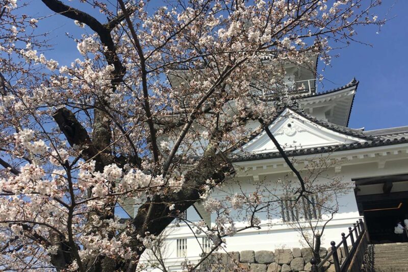小田原城　満開の桜と天守