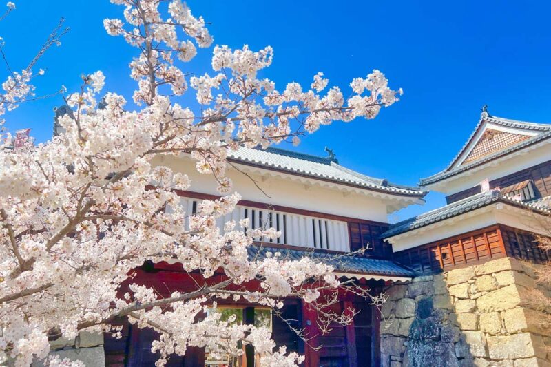 上田城　石垣と満開の桜
