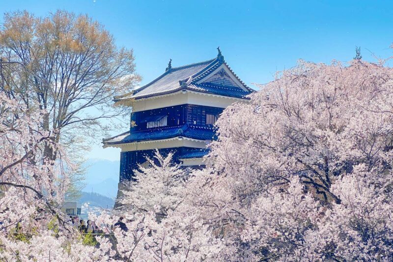 上田城　満開の桜