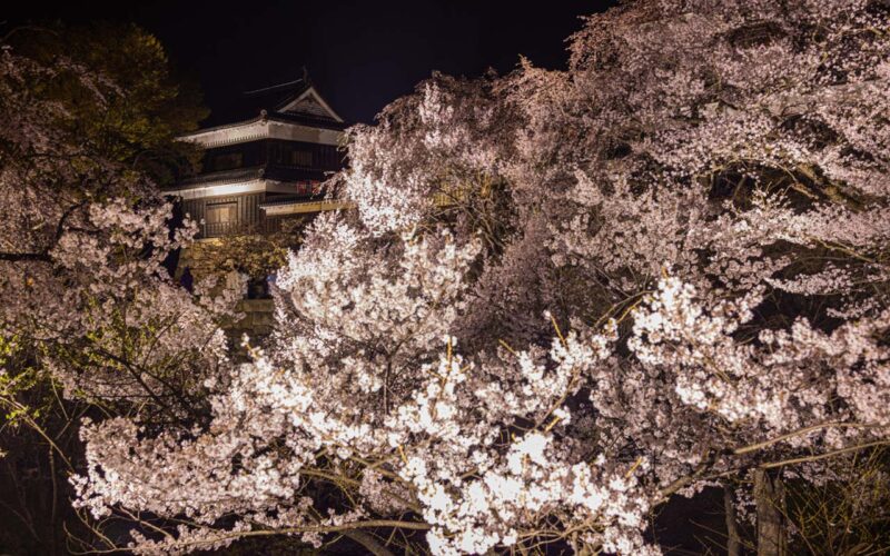 上田城 千本桜ライトアップ