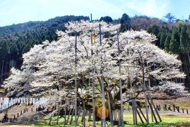 岐阜県本巣市　根尾谷淡墨桜