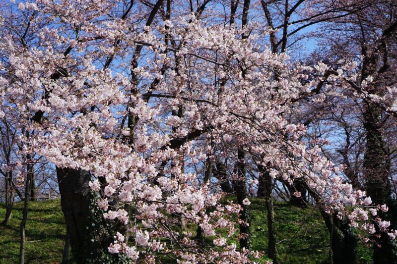 山形城(霞城公園) 満開の桜