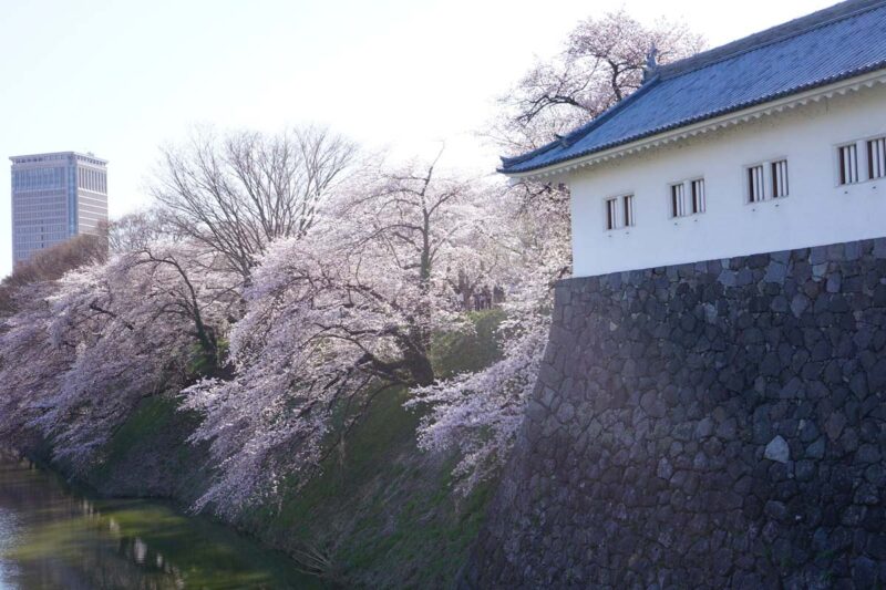 山形城(霞城公園) お堀沿いの満開の桜