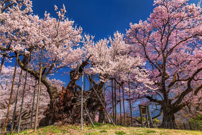 山梨県北杜市　実相寺　山高神代桜
