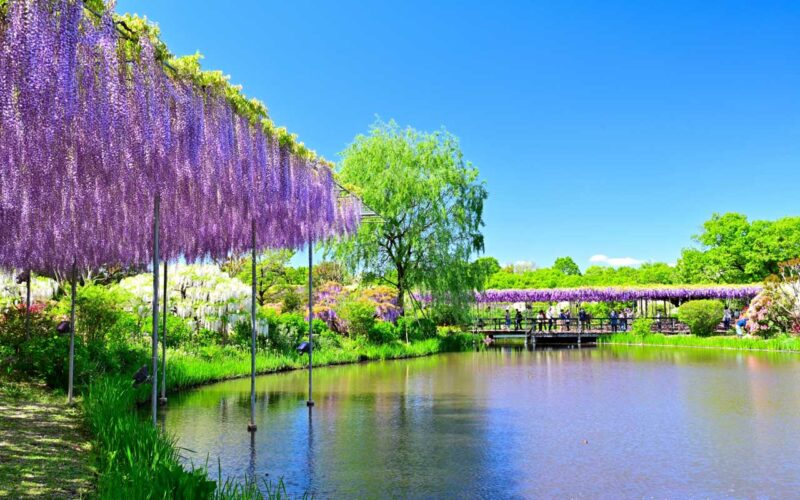 あしかがフラワーパーク ふじの花(大藤) 春の絶景