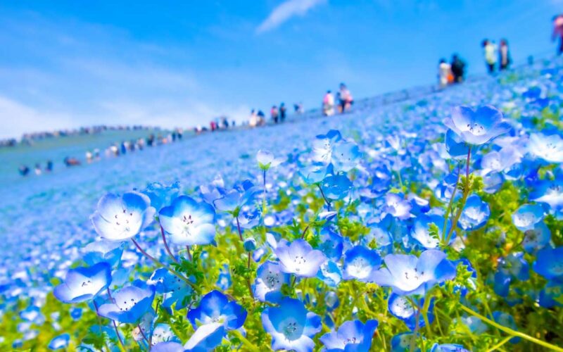 国営ひたち海浜公園　みはらしの丘　ネモフィラ