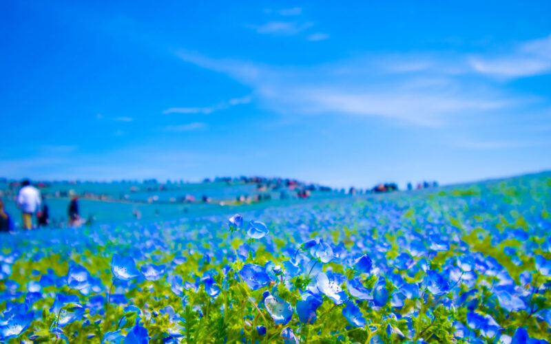国営ひたち海浜公園　みはらしの丘　ネモフィラ