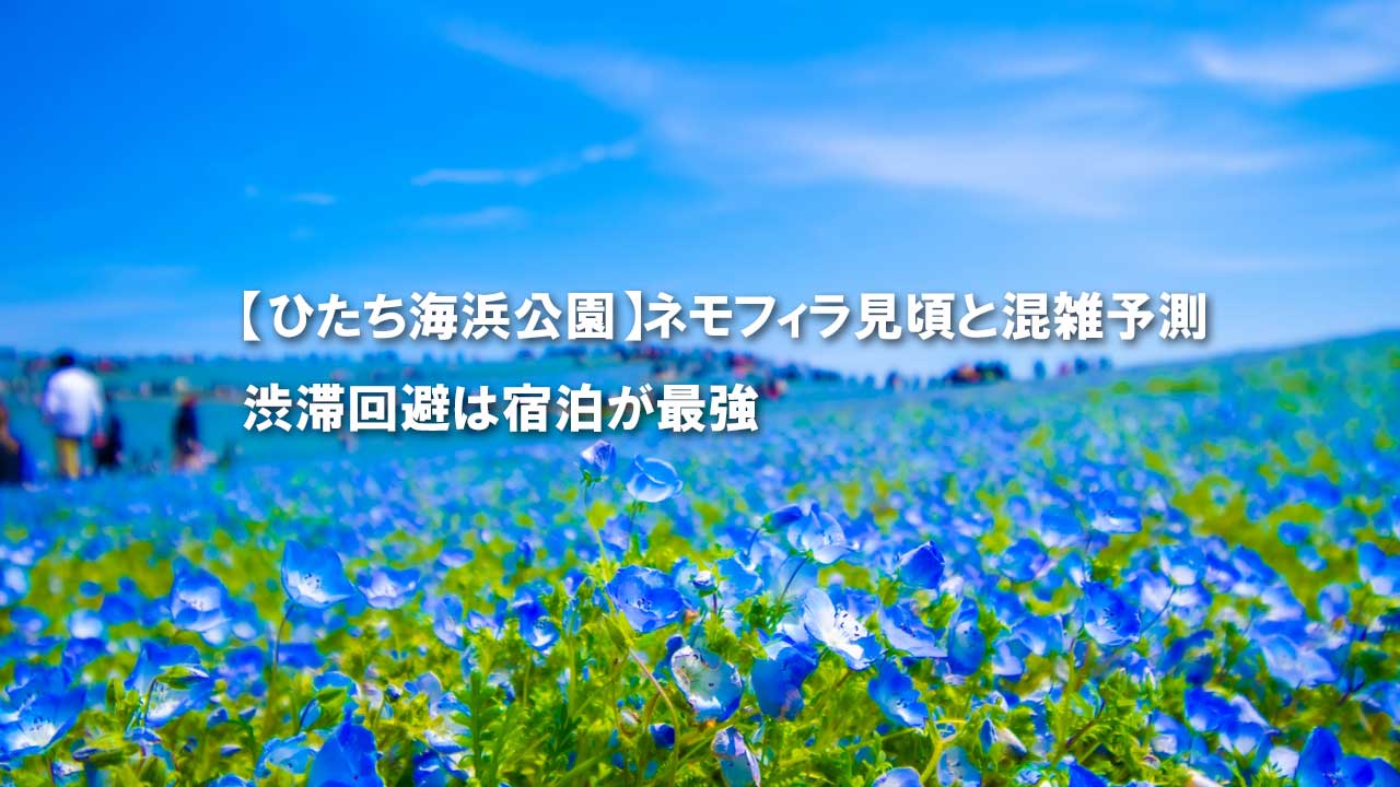 国営ひたち海浜公園　みはらしの丘　ネモフィラ