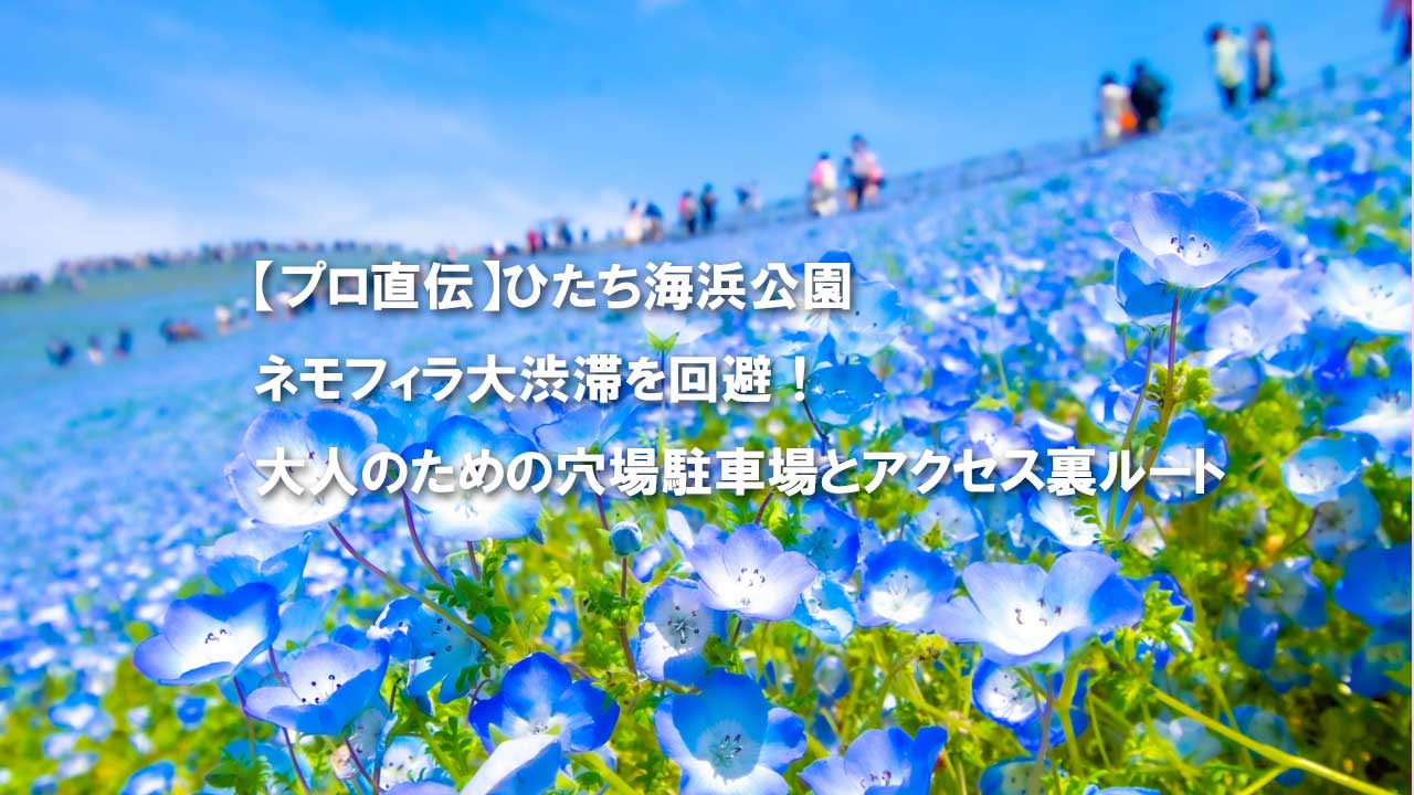 国営ひたち海浜公園　みはらしの丘　ネモフィラ