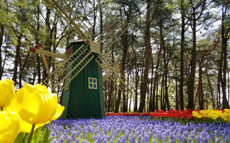 国営ひたち海浜公園 たまごの森フラワーガーデン チューリップ