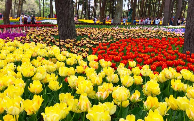 国営ひたち海浜公園 たまごの森フラワーガーデン チューリップ