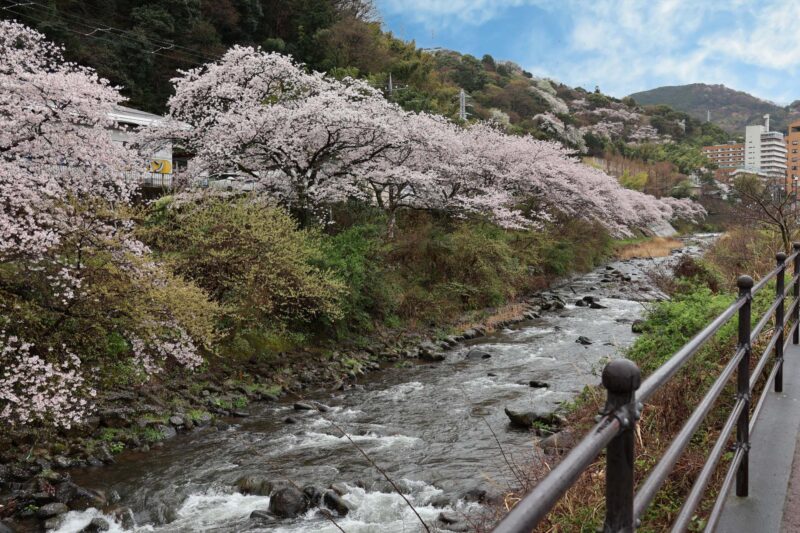 湯河原　千歳川　桜