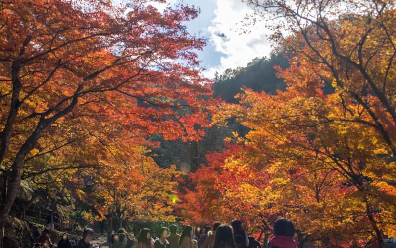 平日でも混雑する紅葉名所