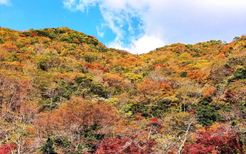 「紅葉」は標高の高いところから降りてくる