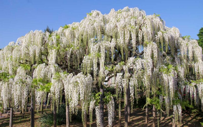 あしかがフラワーパーク 白藤