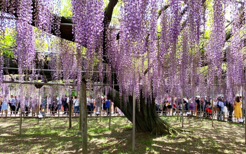 あしかがフラワーパーク　大藤