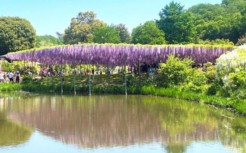 あしかがフラワーパーク 大藤と水鏡(池の対岸から)