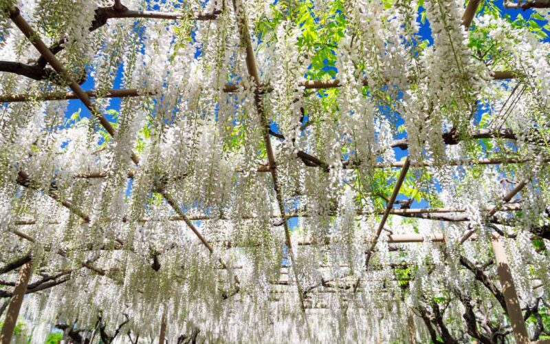 あしかがフラワーパーク 白藤のトンネルの入り口