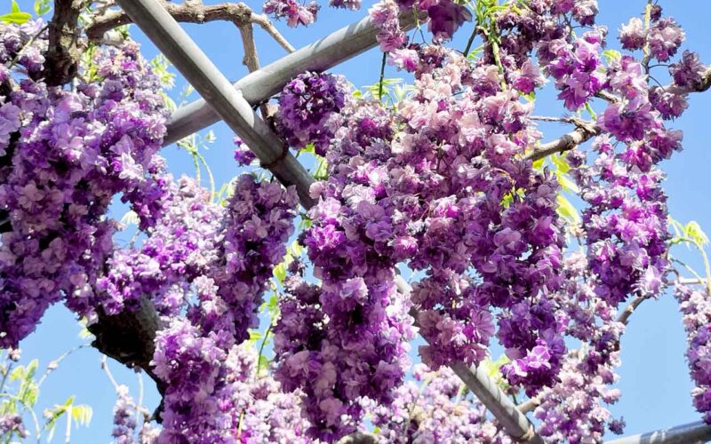 あしかがフラワーパーク 八重黒龍藤