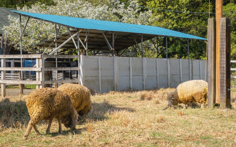 羊山公園の羊たち