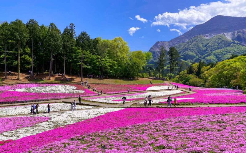 秩父 羊山公園 芝桜