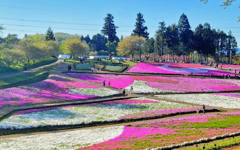 俯瞰で撮る芝桜の丘