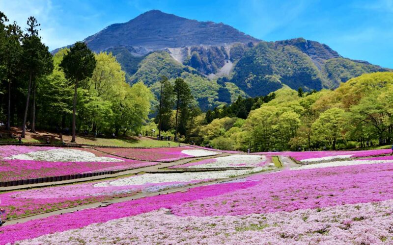 武甲山を背景にした芝桜