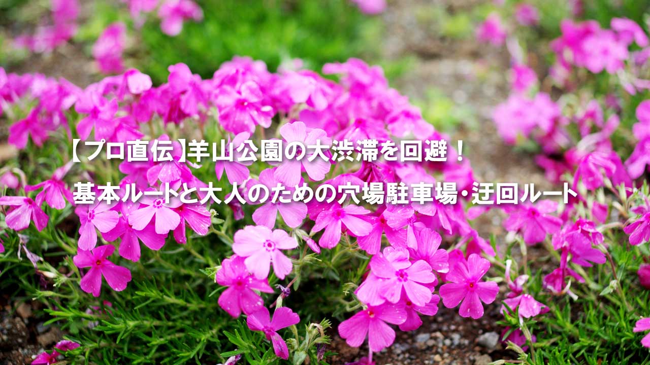 秩父　羊山公園　ピンクの芝桜