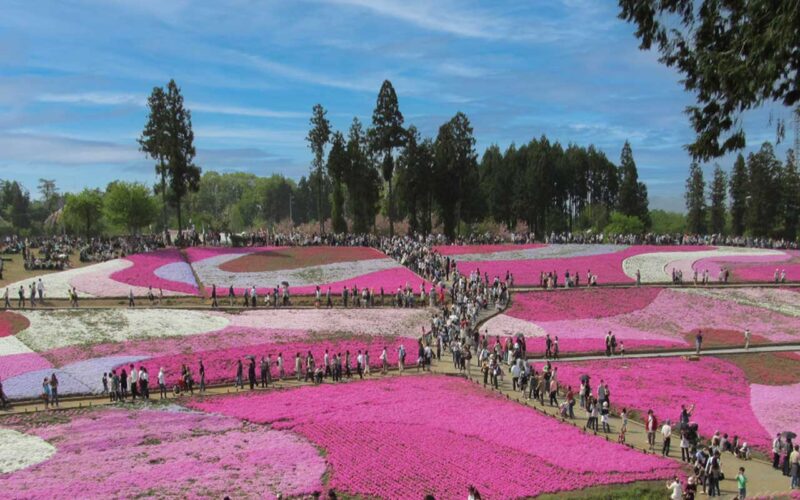 羊山公園 芝桜の丘の全景