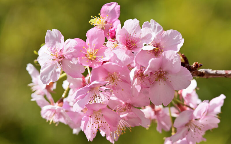 青空に映える濃いピンク色の河津桜