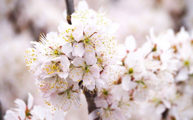 青空に向かって枝を伸ばす彼岸桜(エドヒガン)