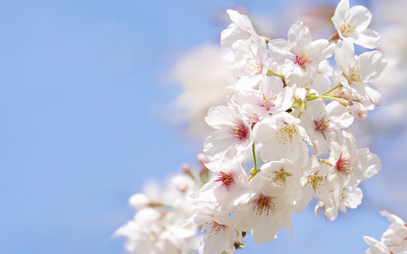 8分咲きの桜の様子