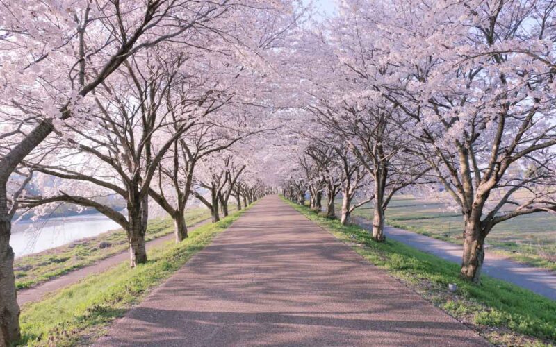 桜吹雪と満開の桜