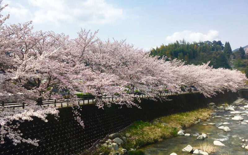 渋滞が少なくドライブスルー桜に最適な一級河川の土手沿いの桜並木