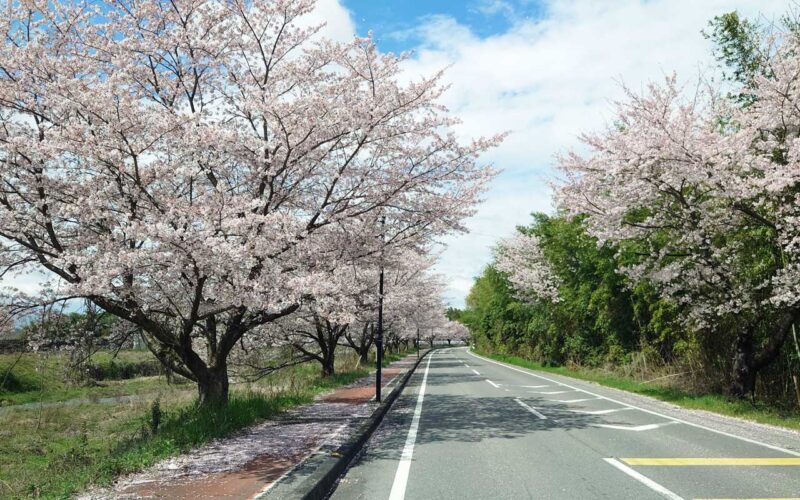 車の窓越しに楽しむ満開の桜並木とプライベート空間